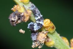 Caterpillar on Leaf Litter Plant photo